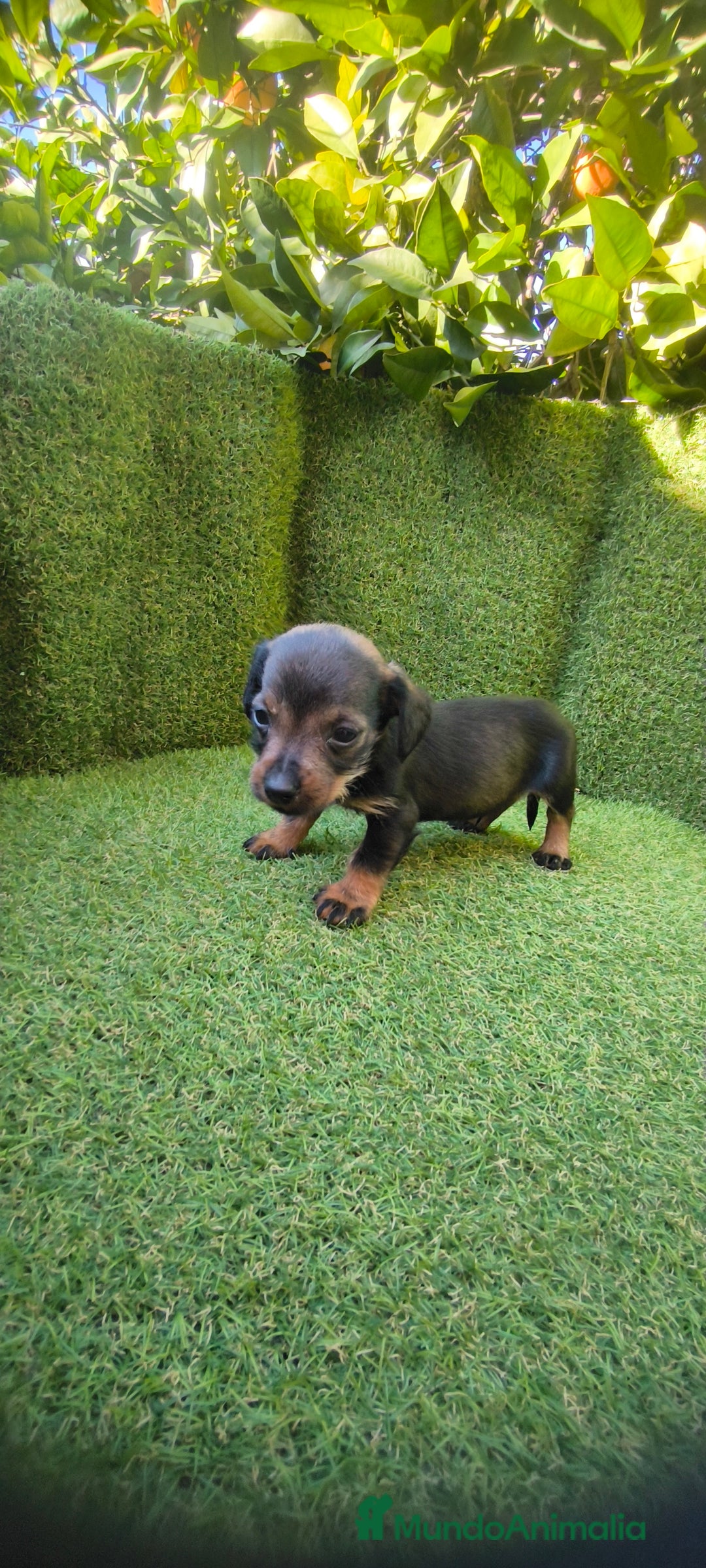 Teckel Miniatura perros en venta: camada teckel miniatura  - Anuncio 16