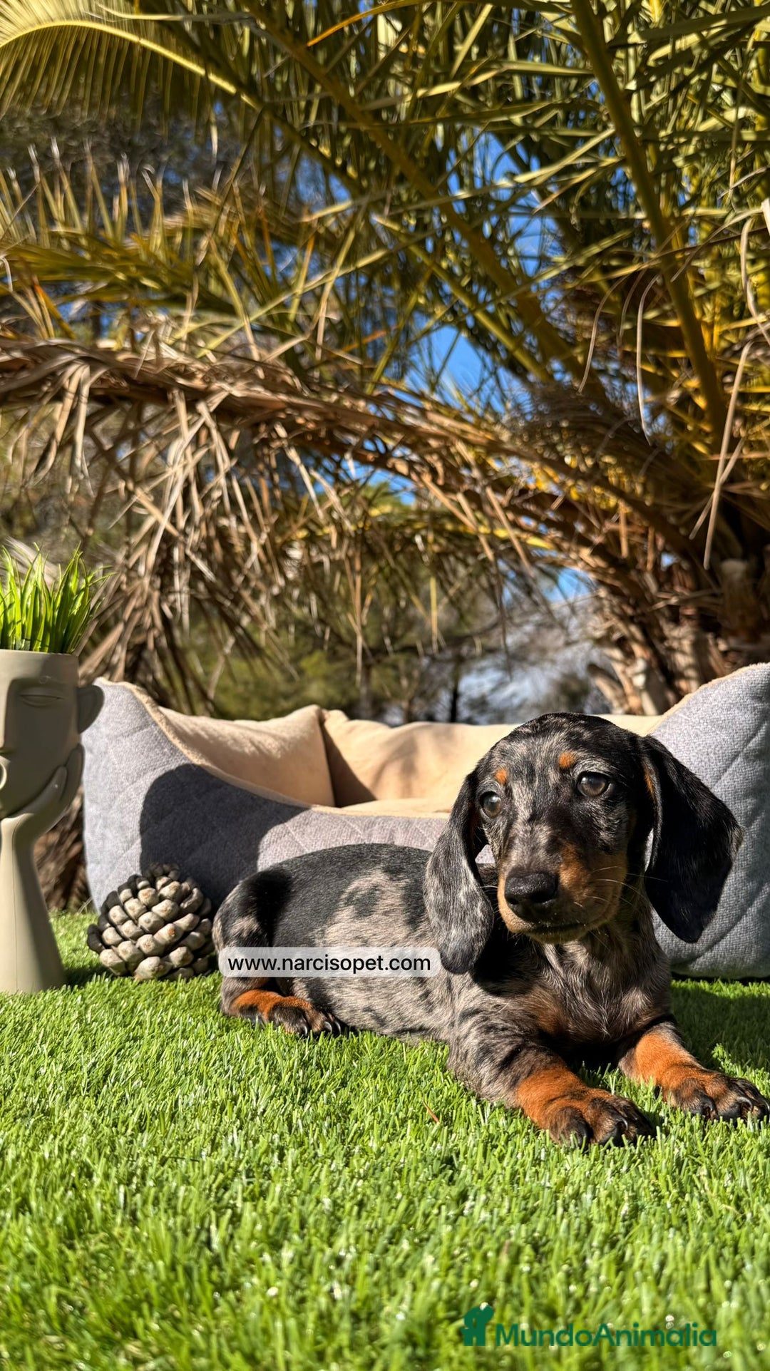 Teckel Miniatura perros en venta: VENTA DE TECKEL ARLEQUIN - Imagen 4