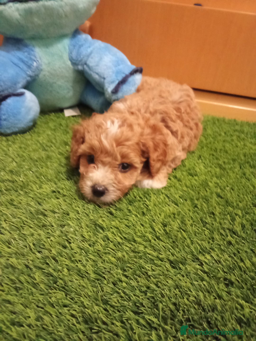 Maltipoo perros en venta: PRECIOSO MALTIPOO MINI - Imagen 4
