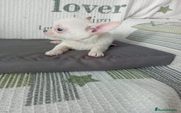 Chihuahua perros en venta: Chihuahua toy - Imagen 1