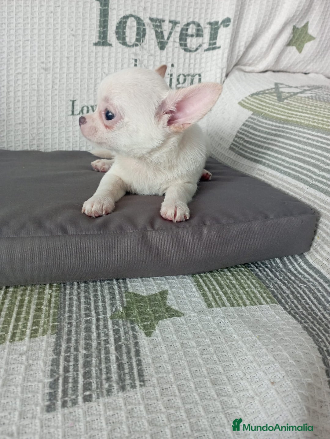 Chihuahua perros en venta: Chihuahua toy - Imagen 1