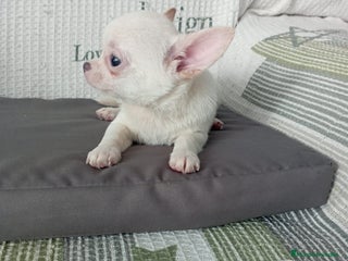 Chihuahua perros - Anuncio 12