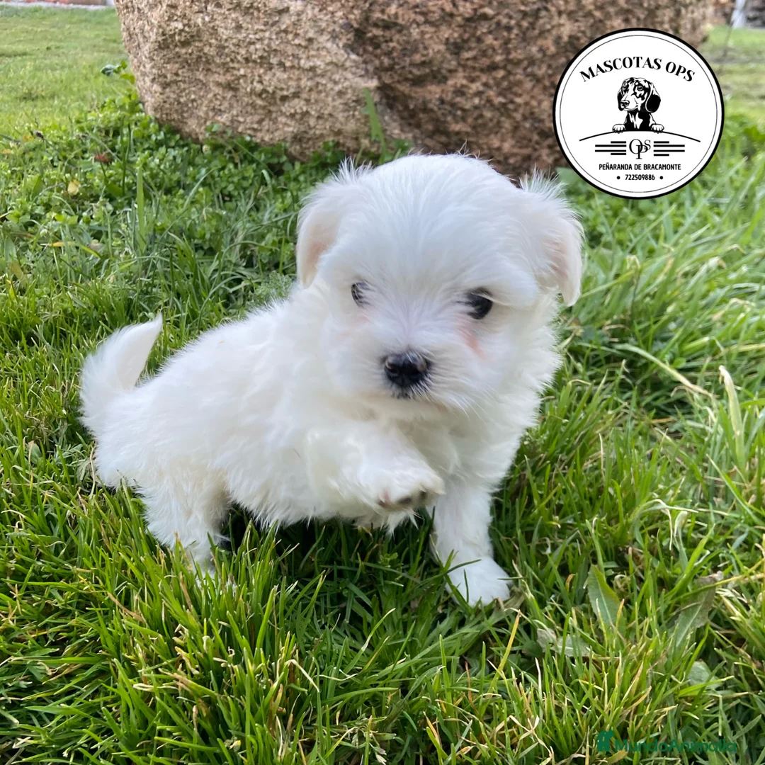 Bichón Maltés perros en venta: Bichón Maltés ¡¡PRECIOSA REAL!! en Salamanca - Anuncio 4