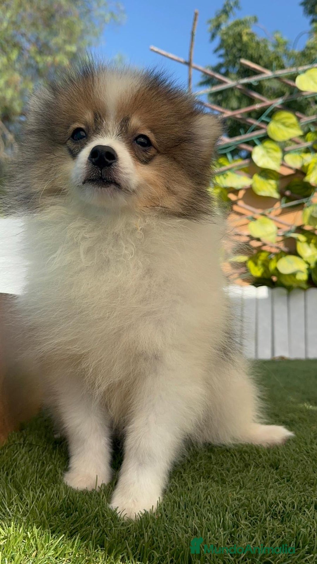Pomerania perros en venta: POMERANIA MACHO ENVIO A TODA ESPAÑA - Imagen 13