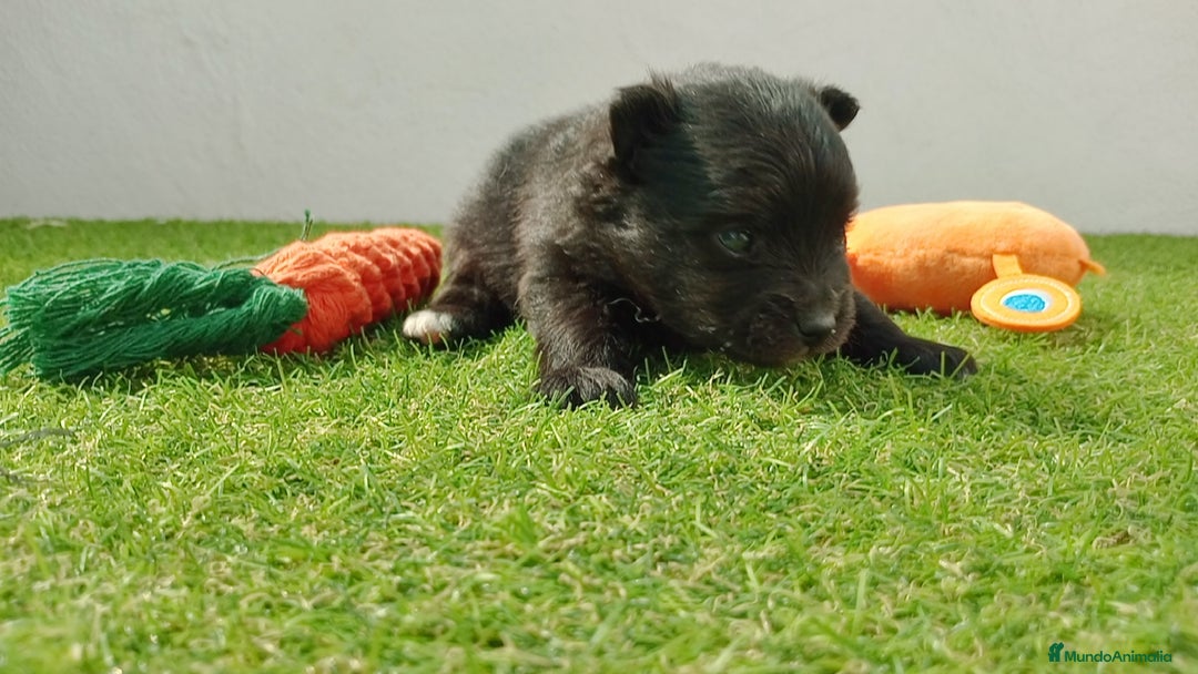 Pomerania perros en venta: Lulu Pomerania  - Imagen 7