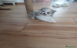 Pomerania perros en venta: Pomerania toy - Imagen 4