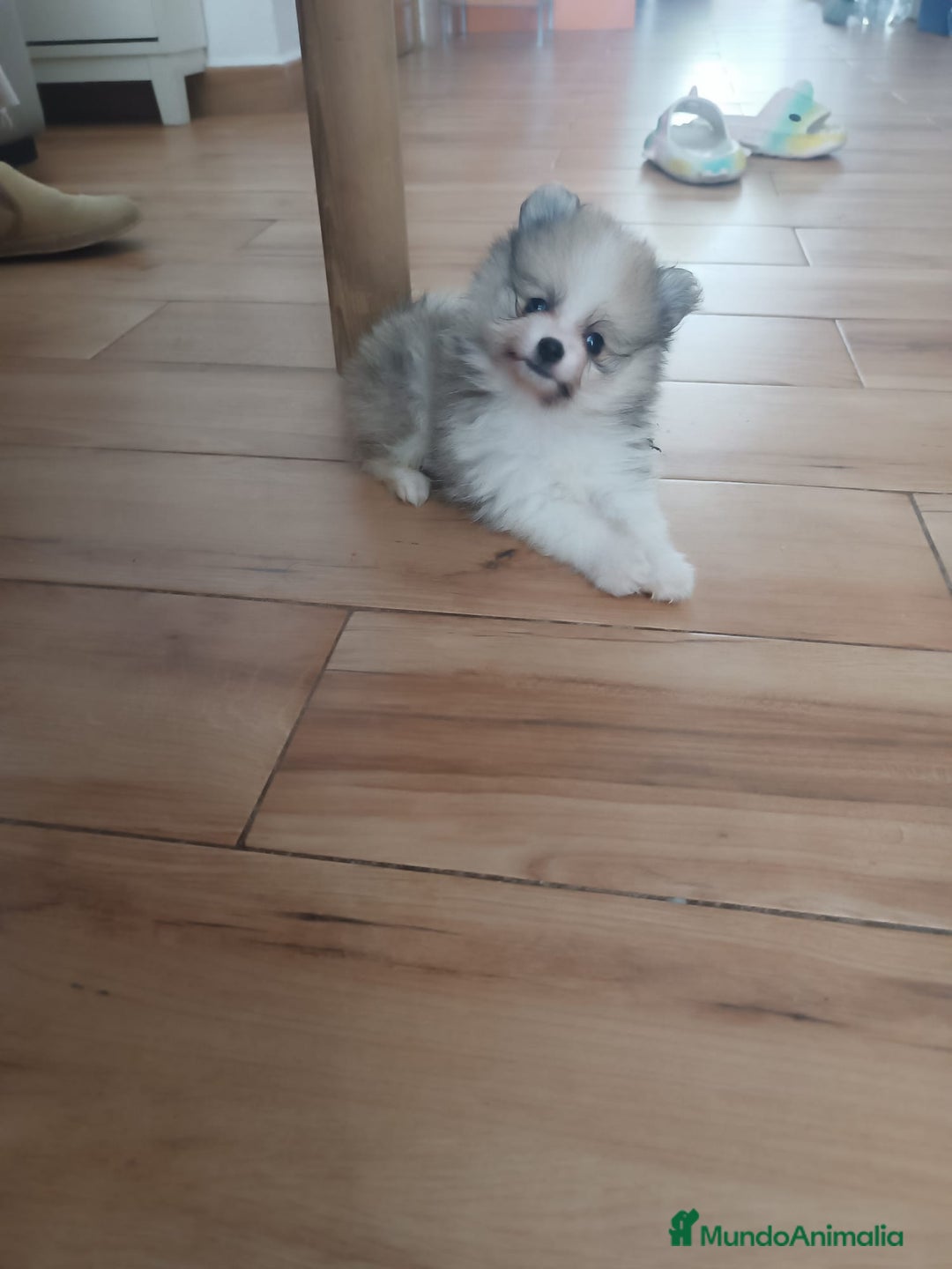 Pomerania perros en venta: Pomerania toy - Imagen 4
