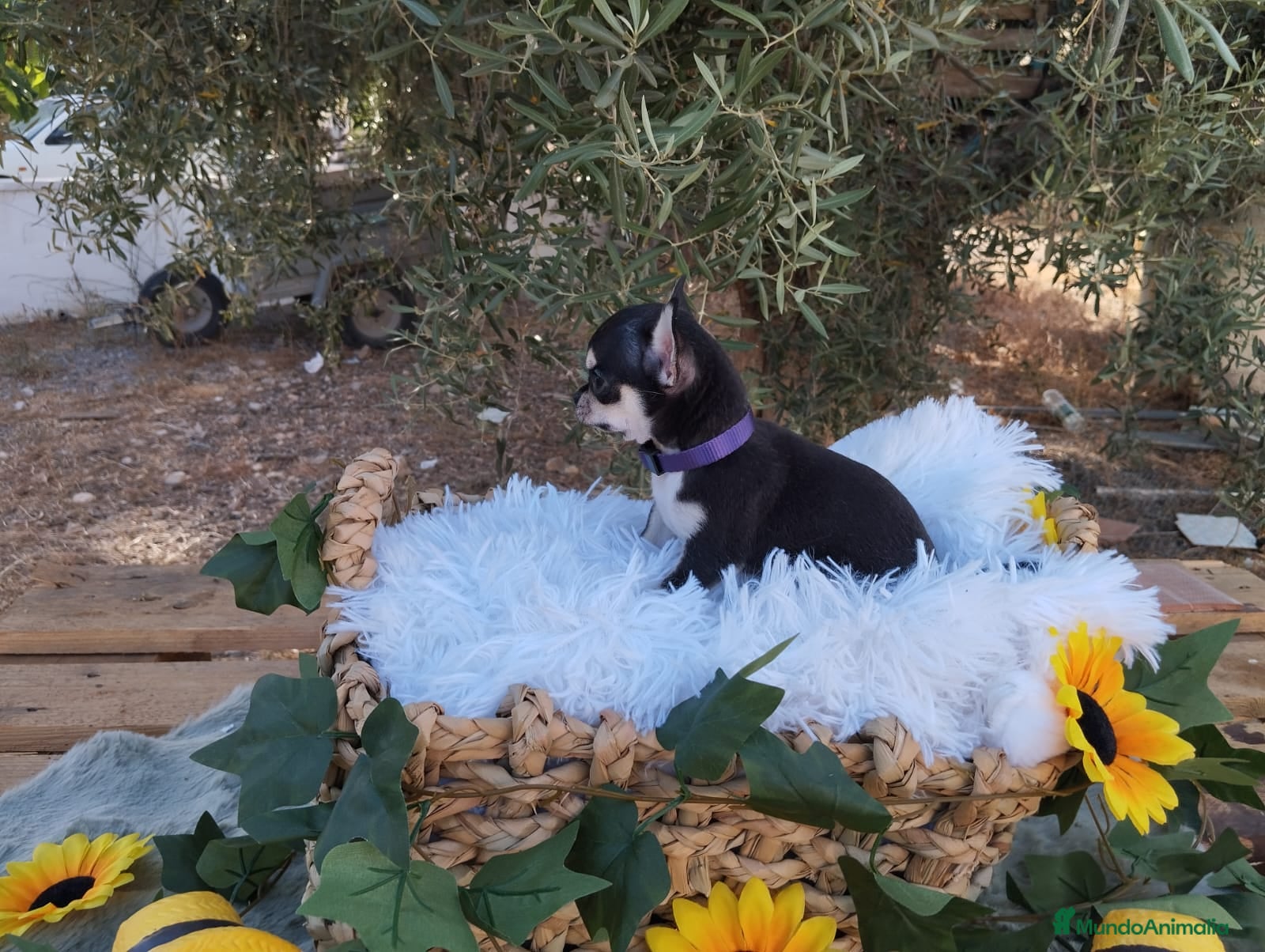 Chihuahua perros CHIHUAHUAS TOYS CABEZA DE MANZANA🍏 - Anuncio 1
