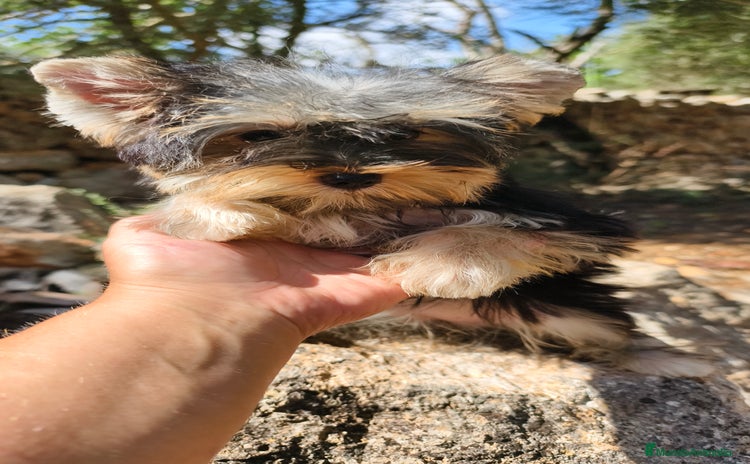 Yorkshire Terrier perros - Anuncio 1