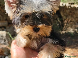Yorkshire Terrier perros - Anuncio 3
