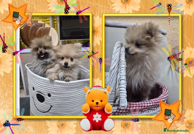 Pomerania perros - Anuncio 4