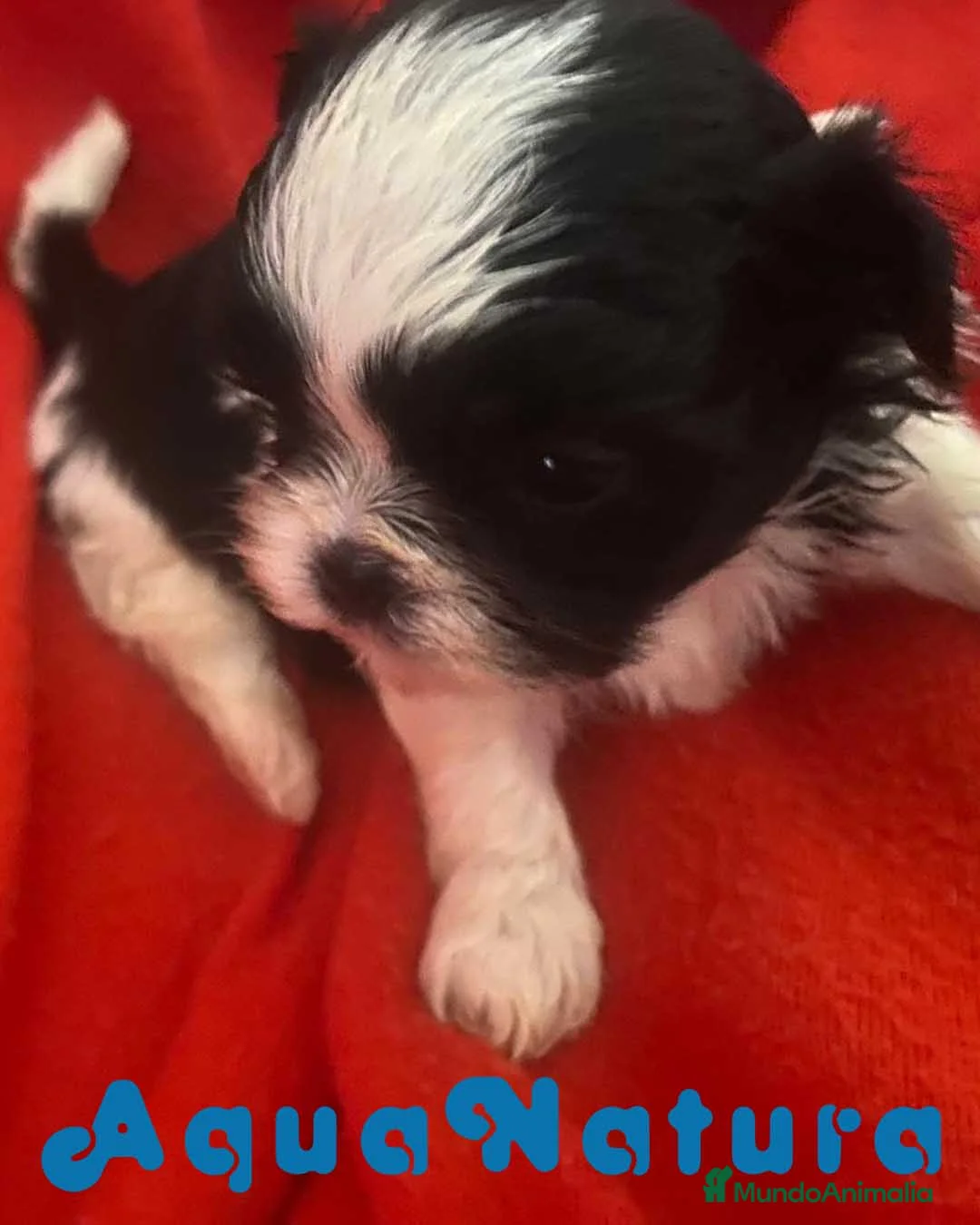 Shih Tzu perros en venta: Shih Tzu Hembra 2 de Ada y Newman AQUANATURA - Anuncio 7