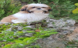 Shih Tzu perros en venta: Shih Tzu muy cariñoso y juguetón!! - Imagen 10