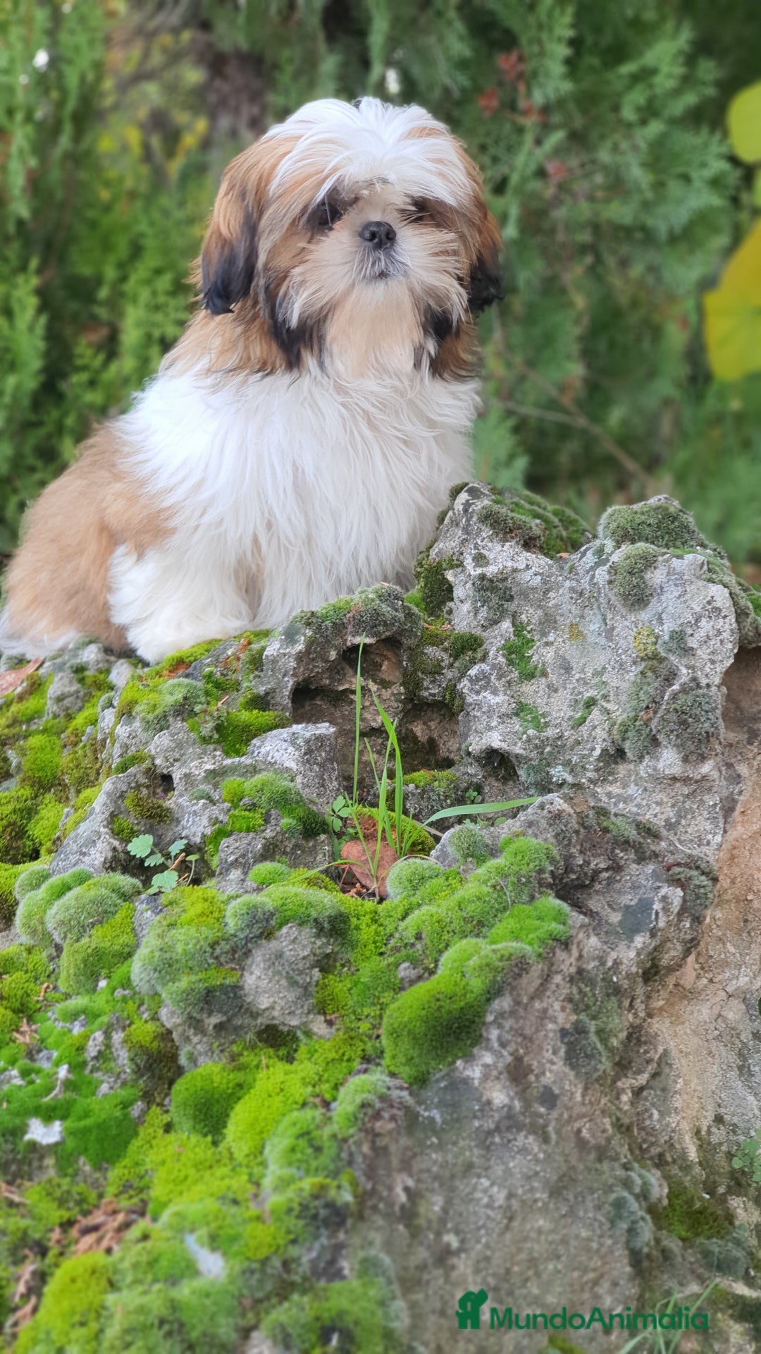 Shih Tzu perros en venta: Shih Tzu muy cariñoso y juguetón!! - Imagen 10
