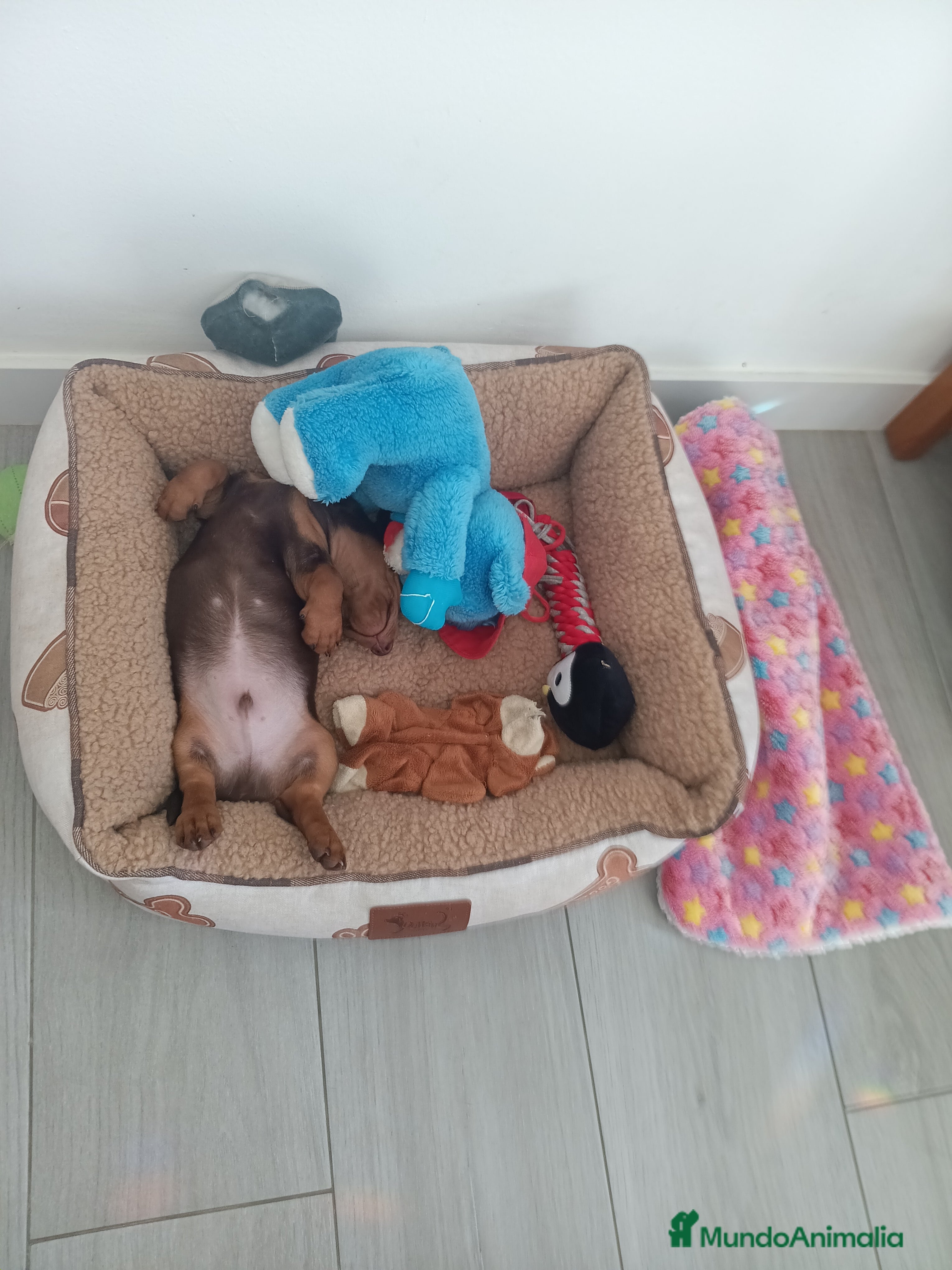 Teckel Miniatura perros Teckels Mini Chocolate - Anuncio 21