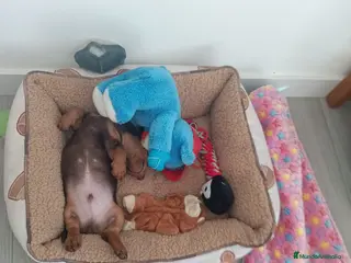 Teckel Miniatura perros Teckels Mini Chocolate - Anuncio 21