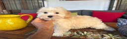Maltipoo perros en venta: Maltipoo Macho disponible !!! - Anuncio 4