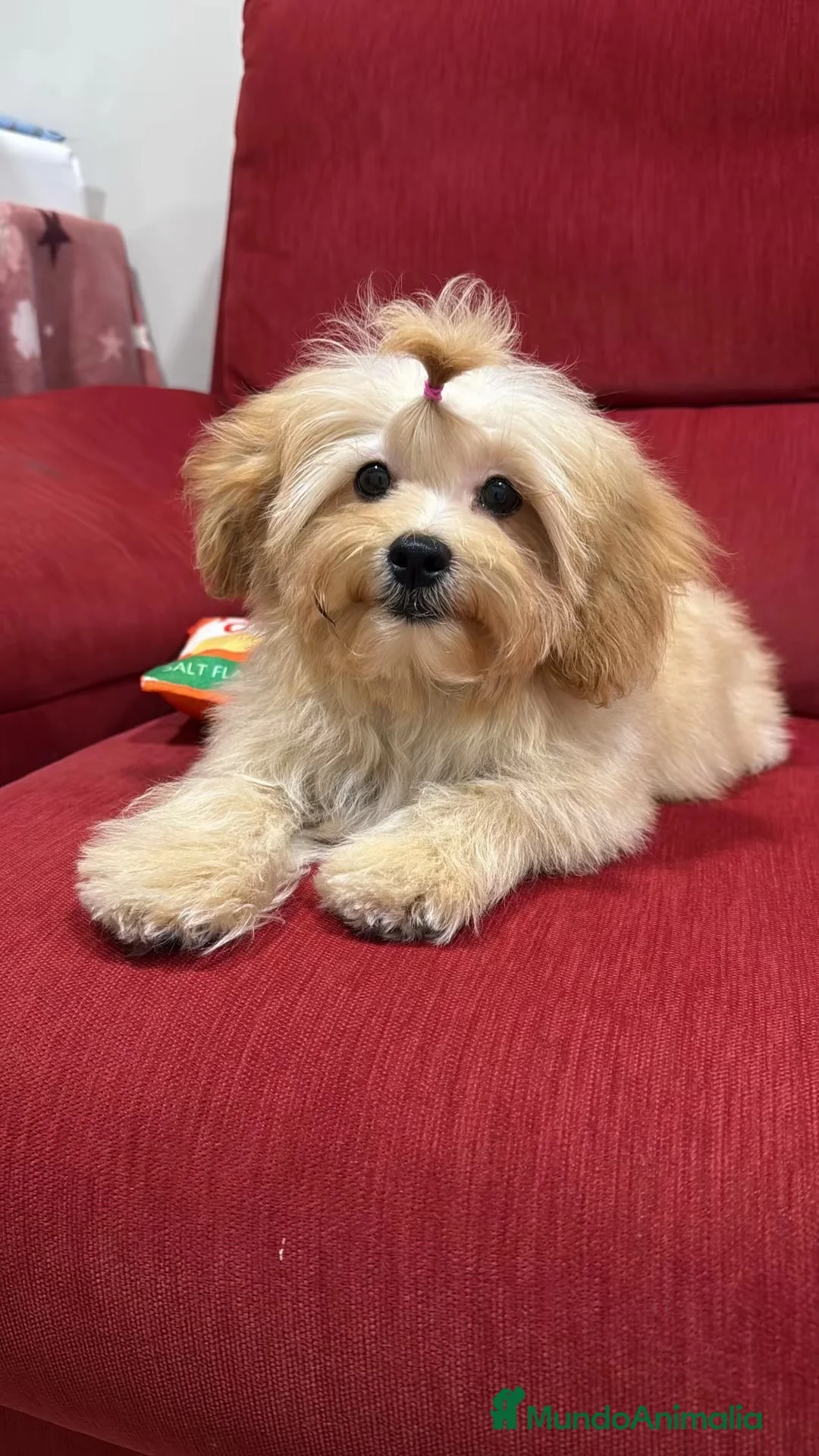 Shihpoo perros en venta: Yo Soy Fofito - Anuncio 2
