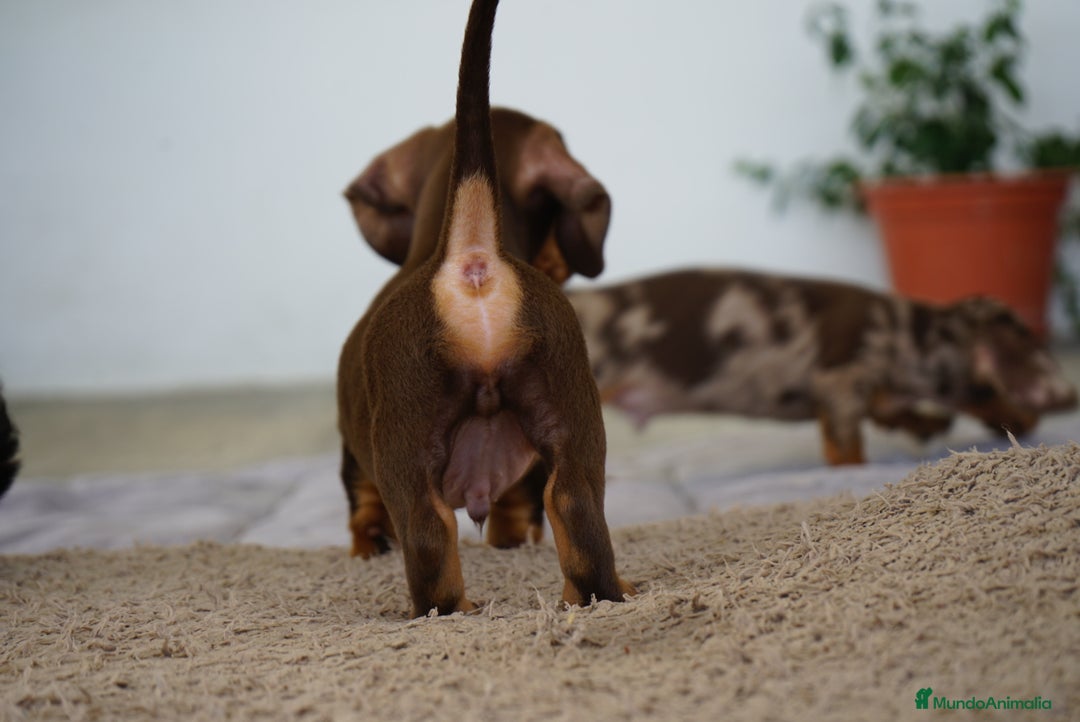 Teckel Miniatura perros en venta: 🐶 Presentamos a Cacao y Bomgo 🐶 - Imagen 3