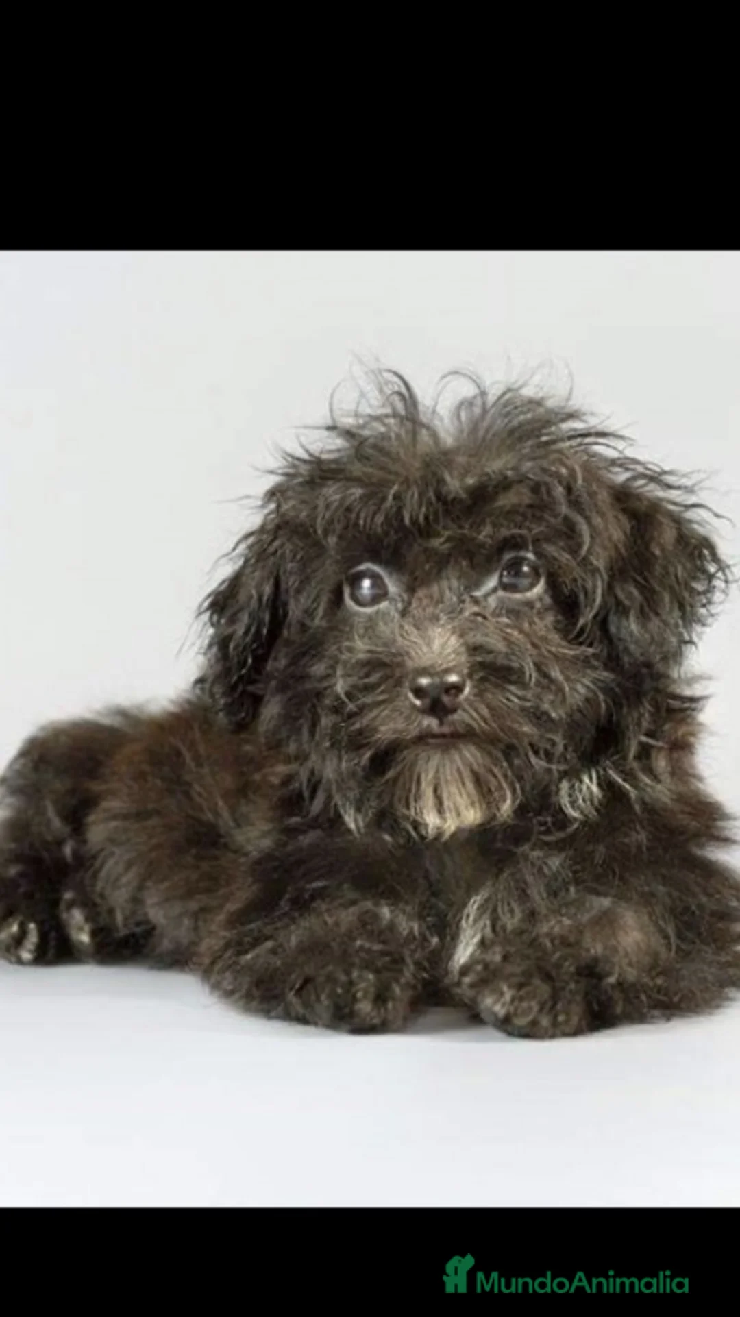 Imagen de galería {{count}}