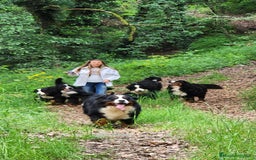 Boyero de Berna perros en venta: Criadero familiar de Boyeros de Berna - Imagen 3