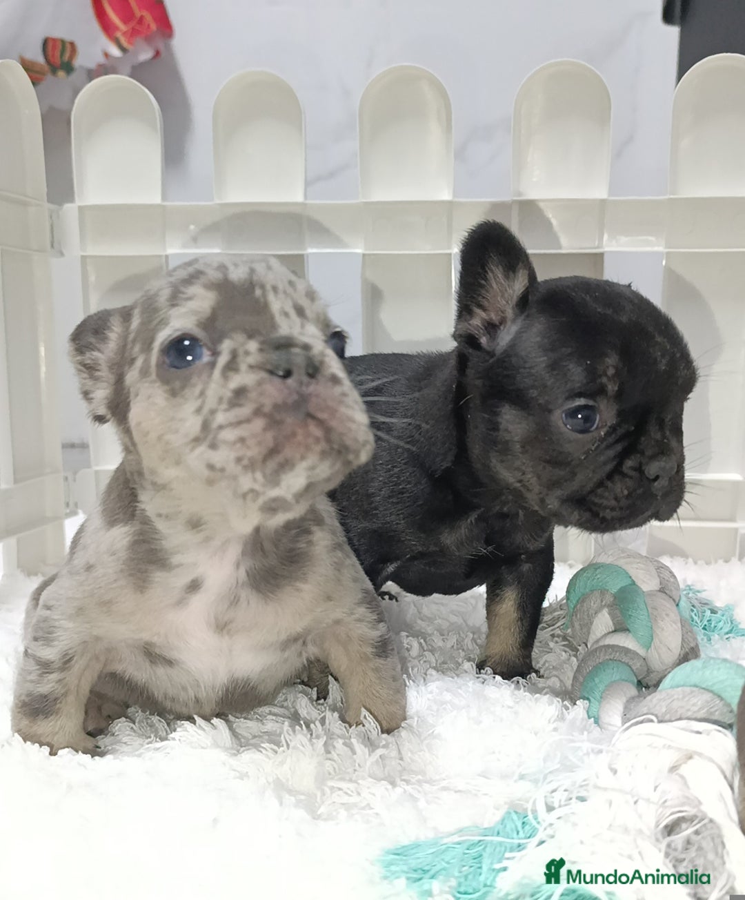 Bulldog Francés perros en venta: Bulldog francés  - Anuncio 1