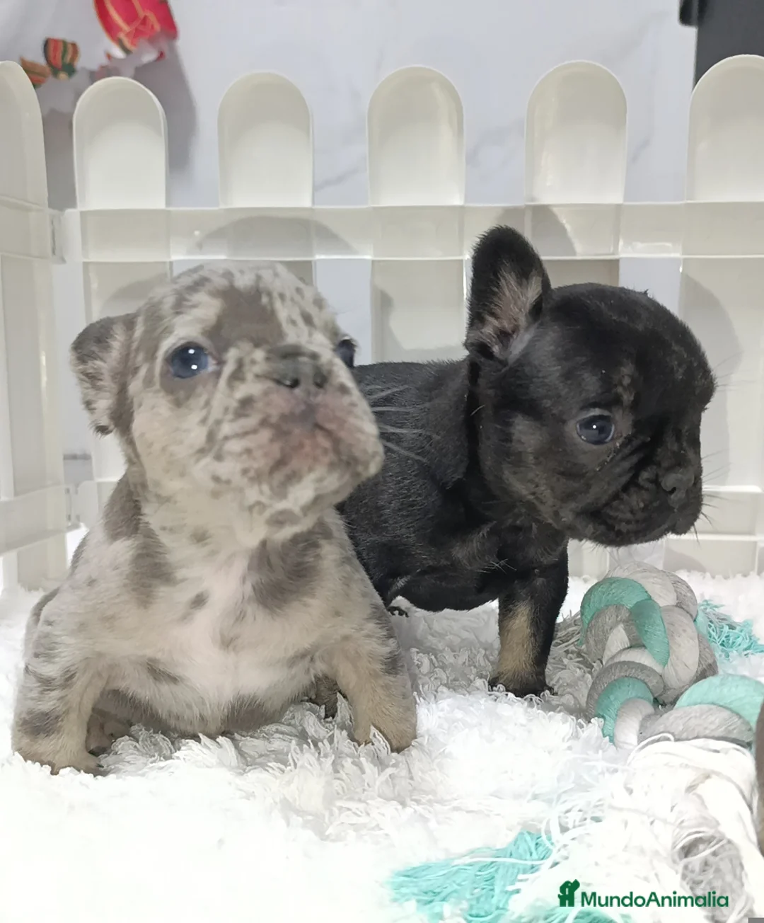 Bulldog Francés perros en venta: Bulldog francés  - Anuncio 1
