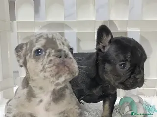 Bulldog Francés perros Bulldog francés - Anuncio 7
