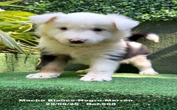 Border Collie perros en venta: Border Collie De Villa Biznaga - Imagen 1