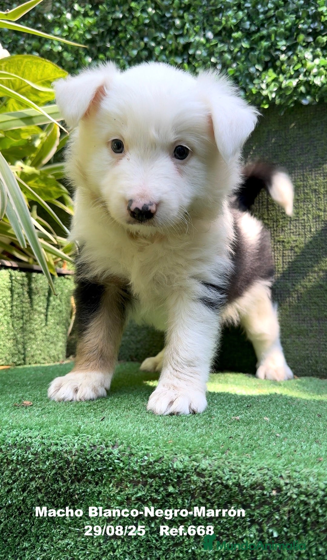 Border Collie perros en venta: Border Collie De Villa Biznaga - Imagen 1