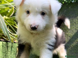 Border Collie perros Border Collie De Villa Biznaga - Anuncio 11