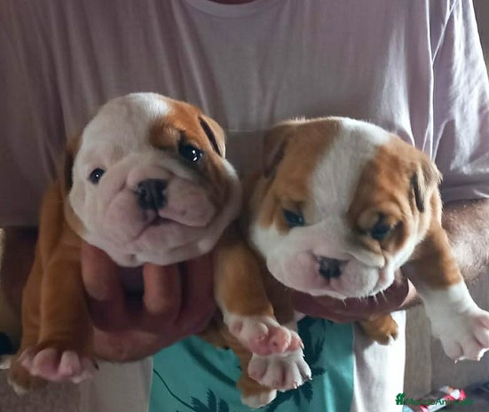 Bulldog Inglés perros en Madrid - Anuncio 3