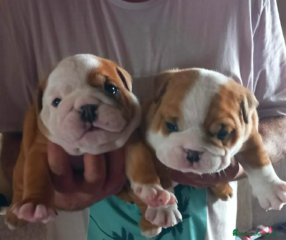 Bulldog Inglés perros en venta: Camada de Bulldog Inglés en Madrid - Anuncio 1