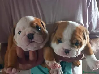 Bulldog Inglés perros Camada de Bulldog Inglés en Madrid - Anuncio 3