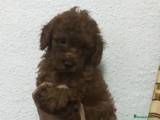 Caniche Toy perros CANICHES TOYS APRICOT, ROJOS. - Anuncio 15