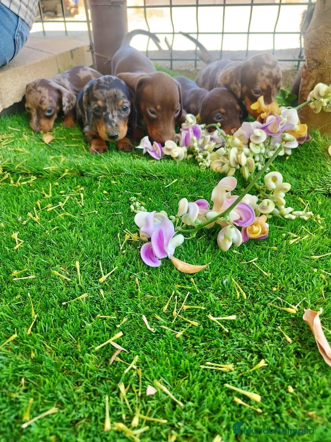 Teckel perros en venta: TECKEL ESPAÑA :)  en Badajoz - Anuncio 4