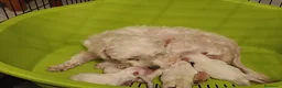 Bichón Maltés perros en venta: Maltés Toy - Anuncio 1