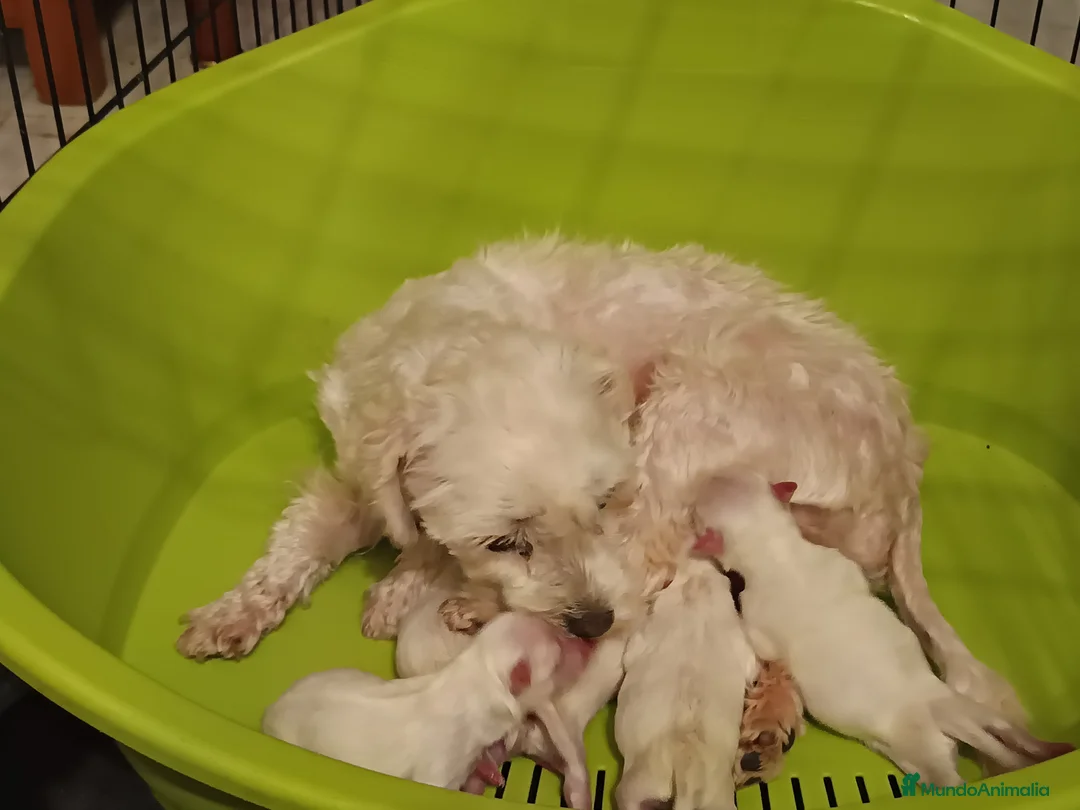 Bichón Maltés perros en venta: Maltés Toy - Anuncio 1