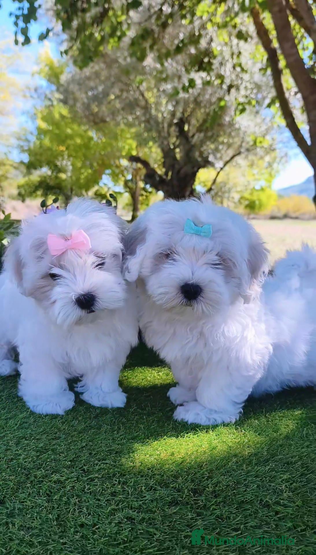 Bichón Maltés perros Preciosos cachorros de bichón maltés ❤️ - Anuncio 1
