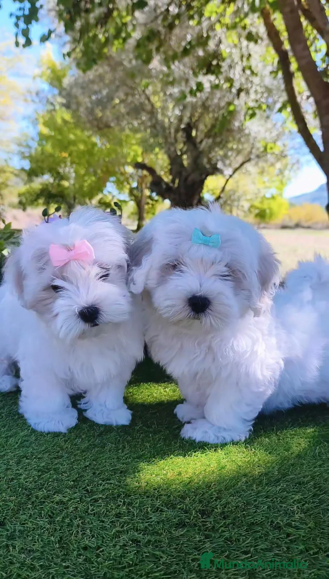 Bichón Maltés perros en venta: Preciosos cachorros de bichón maltés ❤️ - Anuncio 1