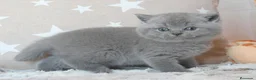Británico de Pelo Corto Azul gatos en venta: 🐾 Gatitos British Shorthair Azules Exclusivos🐾 - Anuncio 4