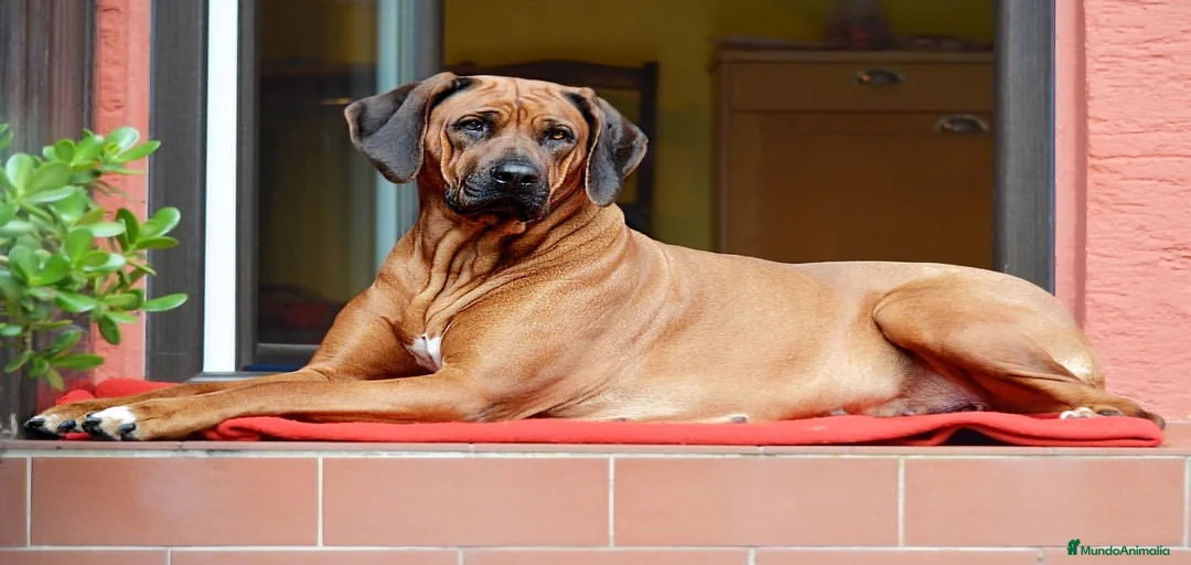 Imagen de galería {{count}}