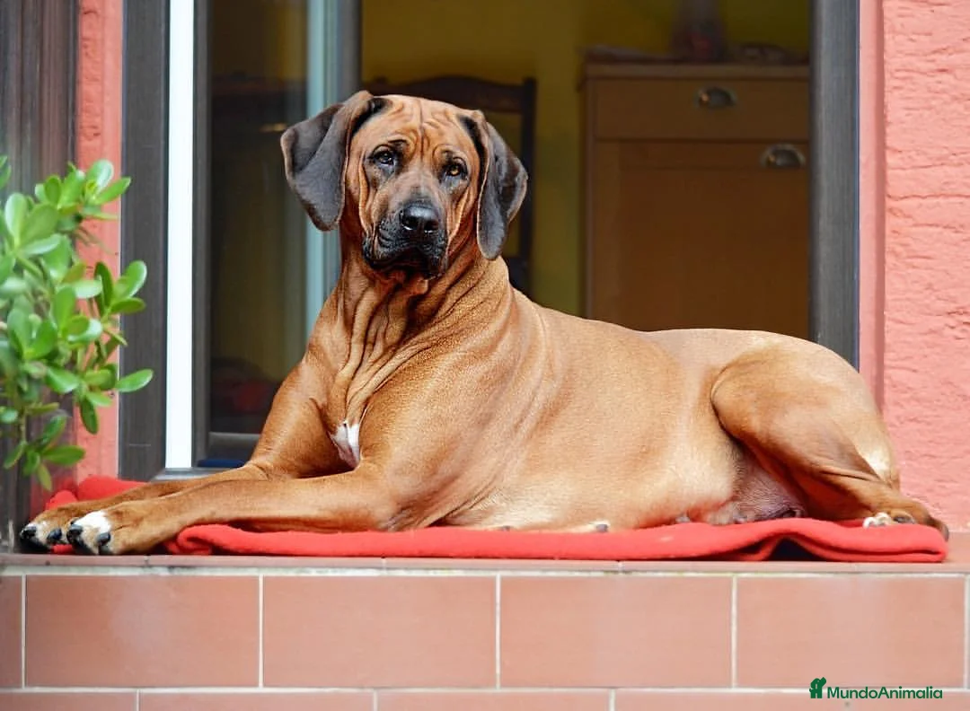 Imagen de galería {{count}}