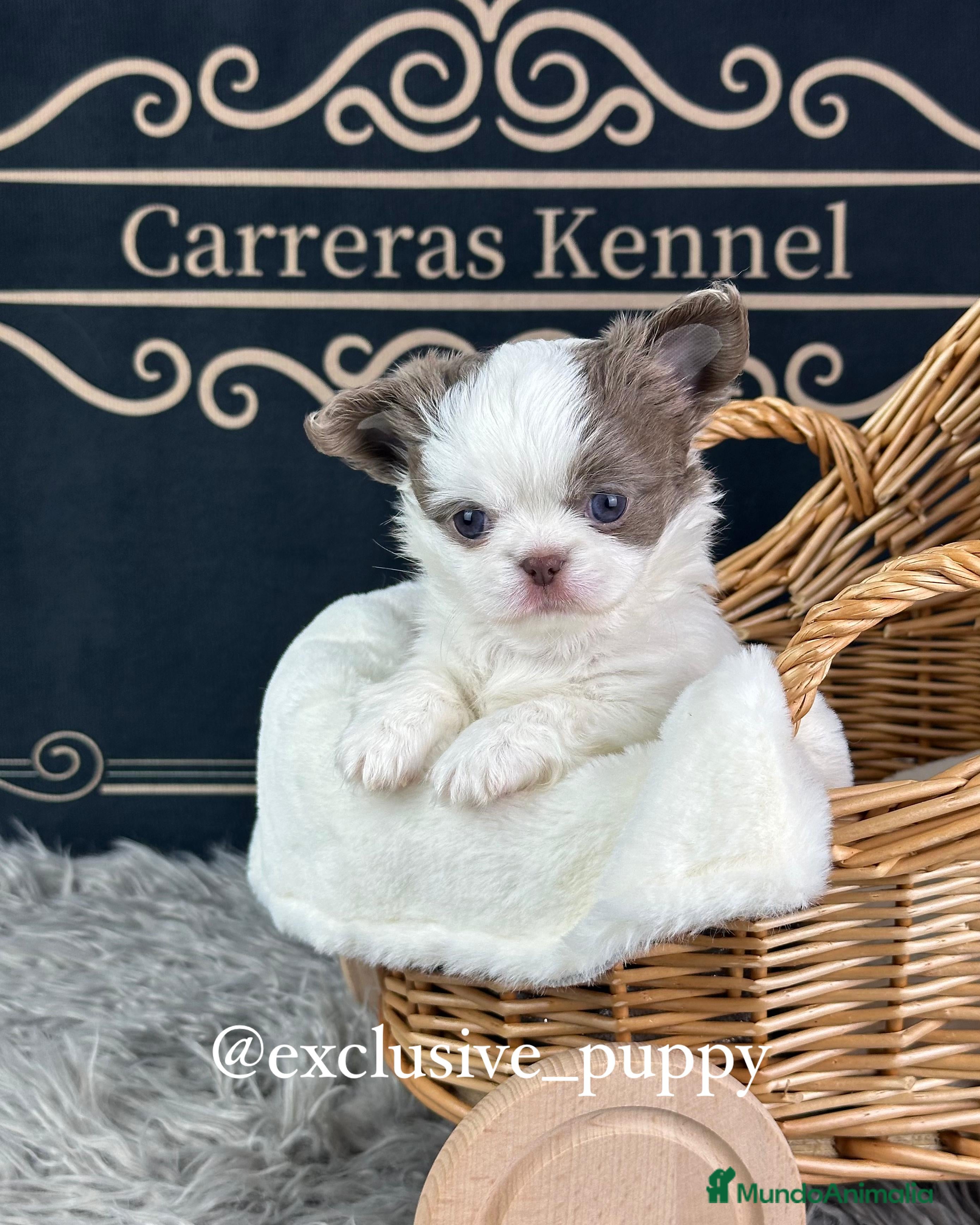 Chihuahua perros 🥇 Espectacular Chihuahua Miniatura  - Anuncio 1