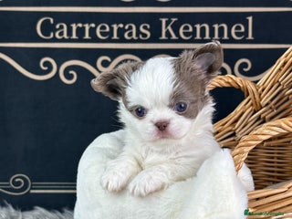 Chihuahua perros 🥇 Espectacular Chihuahua Miniatura - Anuncio 1