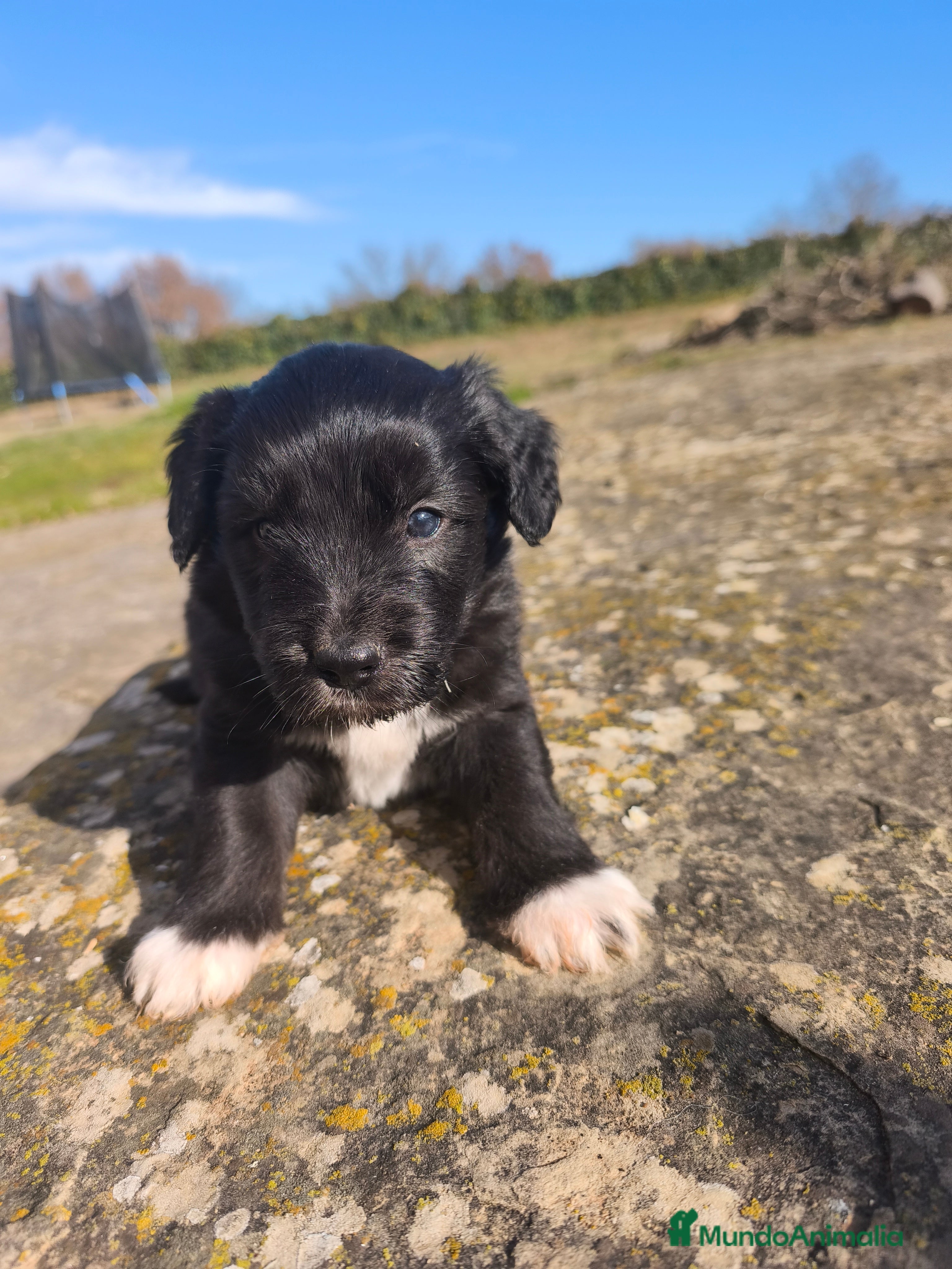 Raza Mixta perros Cachorros cruce de caniche x border collie - Anuncio 1
