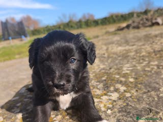 Raza Mixta perros Cachorros cruce de caniche x border collie - Anuncio 36
