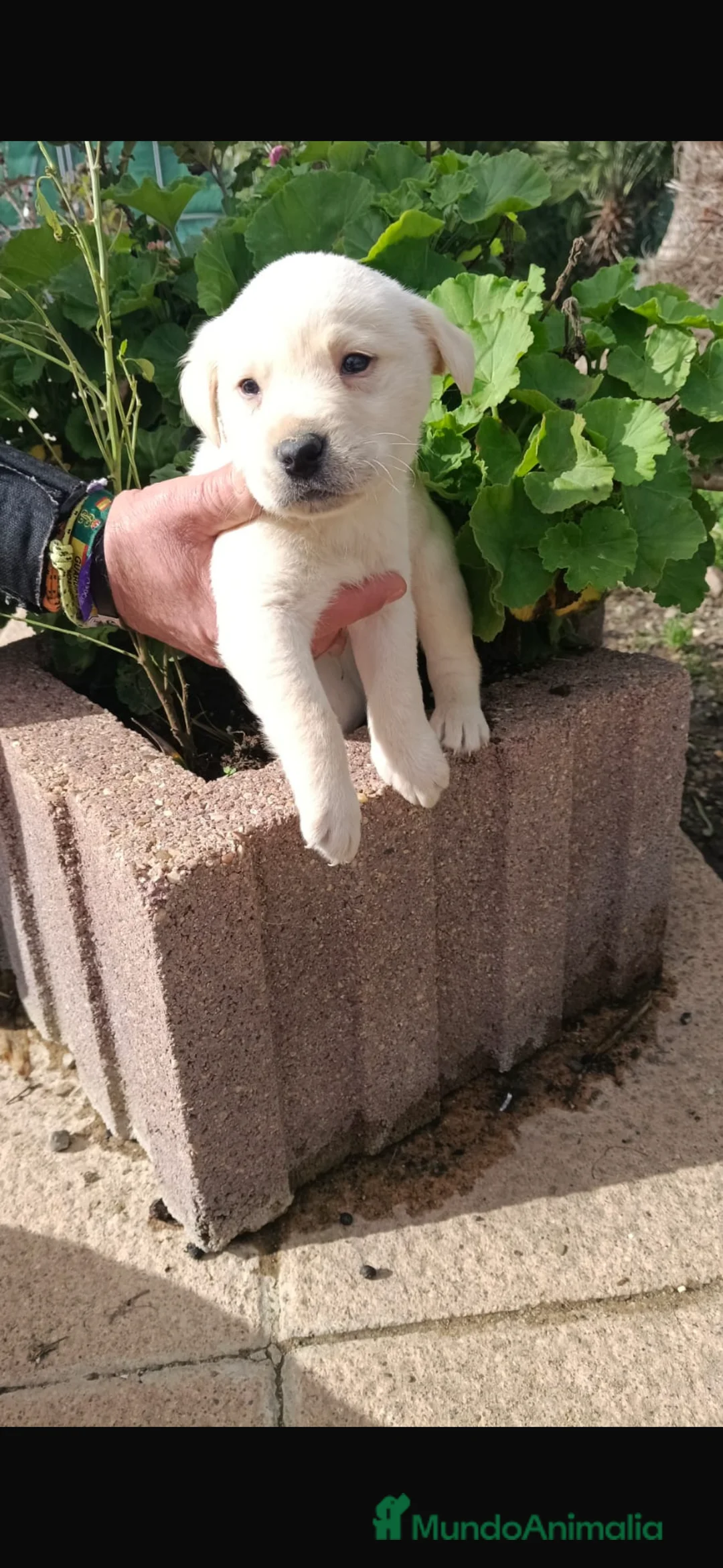 Labrador Retriever perros en venta: Espectacular Labrador retriever macho  - Anuncio 2