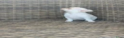 Chihuahua perros en venta: Chihuahua Toy miniatura hembra Blanca crema - Anuncio 4