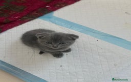 Scottish Fold gatos en venta: Scottish Fod  - Imagen 2
